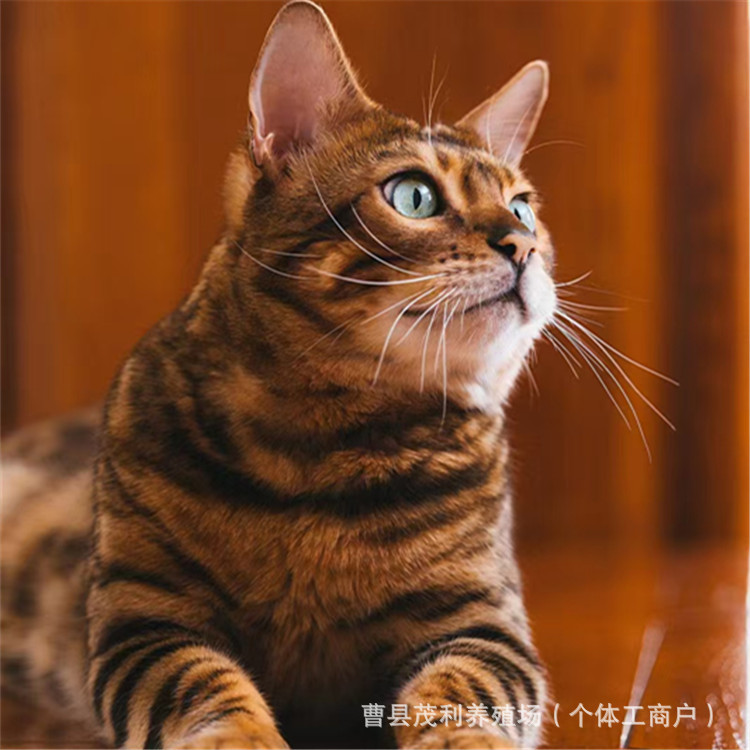 出售纯种孟加拉豹猫活体家养幼崽活物空心花纹幼猫咪小猫