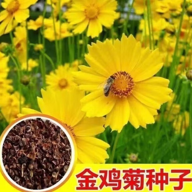 Directly from the Manufacturer, Easy-To-Live Cosmos Seeds, Cosmos, Marigold, Wildflower Combination, Perennial Perennial Flower Seeds Directly from the Manufacturer, Easy-To-Live Cosmos Seeds, Cosmos, Marigold, Wildflower Combination, Perennial Perennial Flower Seeds