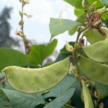 GüN iⶹNͥԺˈ@߮aܶļ߲˷N