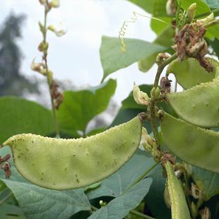 �Gü���N�� ���i����ⶹ�N��ͥԺ�ˈ@�߮a�ܶ������ļ��߲˷N��