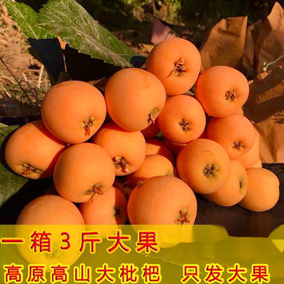 Loquat fruit Fresh fruit Sichuan Province Panzhihua Miyi fresh Trade price Yunnan Mengzi Spring fruit One piece On behalf of