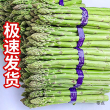 芦笋1号2025新鲜芦笋现采现发去白根速发农场直发绿芦笋青芦笋