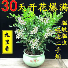 九里香七里香盆栽浓香型带花苞驱蚊植物四季常青室内客厅萍润