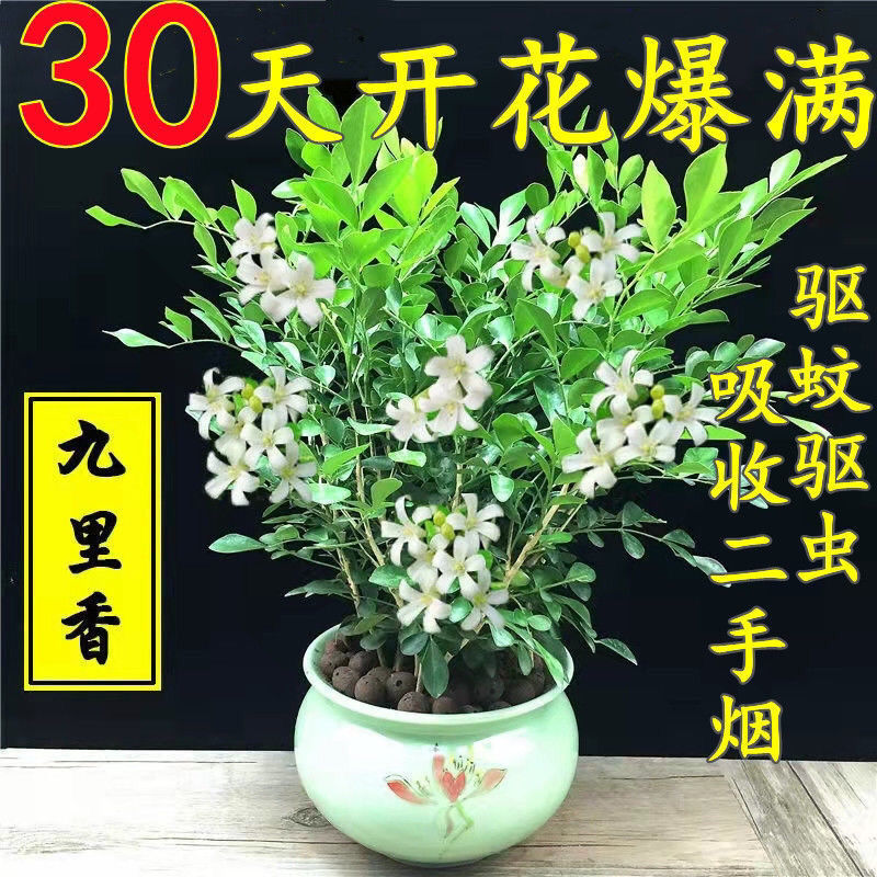 九里香七里香盆栽浓香型带花苞驱蚊植物四季常青室内客厅萍润