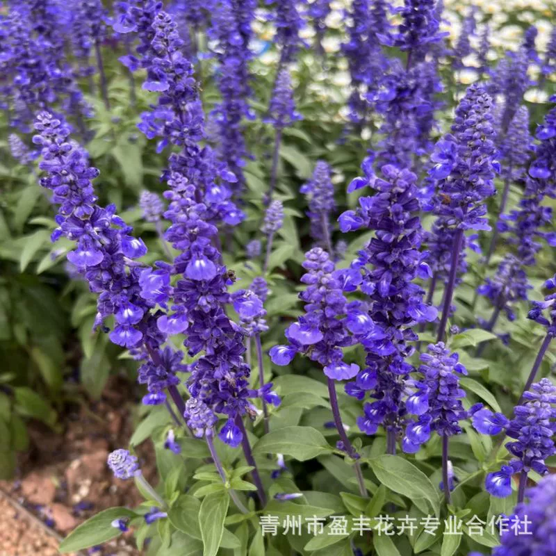 Саженцы синей шалфея, двухцветного горшочного орхидеи, с цветочной каймой, декоративного ландшафтного покрытия почвы.