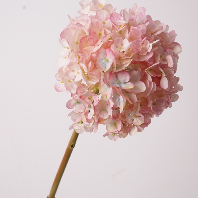 네덜란드 수국 큰 가지 - 분홍색과 보라색