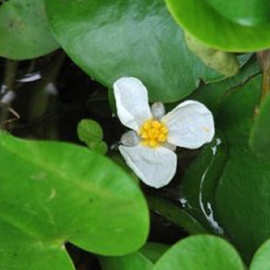 水生植物 水鳖 再力花 美人蕉 旱伞草 河道绿化 基地大量