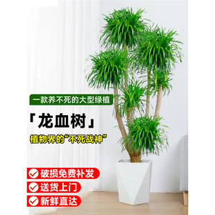 �W�t��횘�͏d�Gֲ���Ͷ��^��Ѫ�����F���҃ȿ͏d����ֲ���辰��