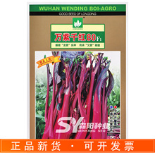 文鼎万紫千红80红菜苔种子中熟高产耐寒紫红色甜菜心秋冬季红油菜