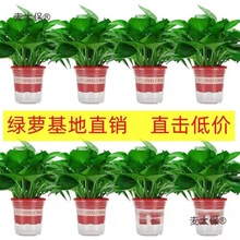 绿航绿萝盆栽室内除甲醛净化空气长藤垂吊兰新房家用绿箩植麦太保