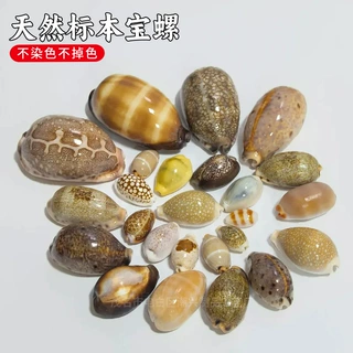 天然海螺贝壳宝螺大全稀有精品收藏级标本螺白紫宝螺装饰创意礼物