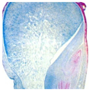 Plant Tissue Sliced Corn Seeds Sliced Bio Slide Model Microscopic Teaching Slide Pig with Head Section