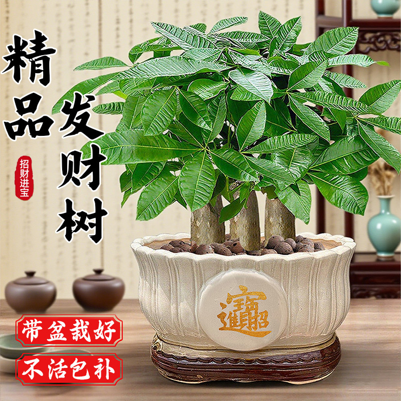 Money Tree Potted Indoor Living Room Large Four-Season Fortune Chinese Money Tree Small Potted Bonsai Easy to Grow Green Plants Wholesale