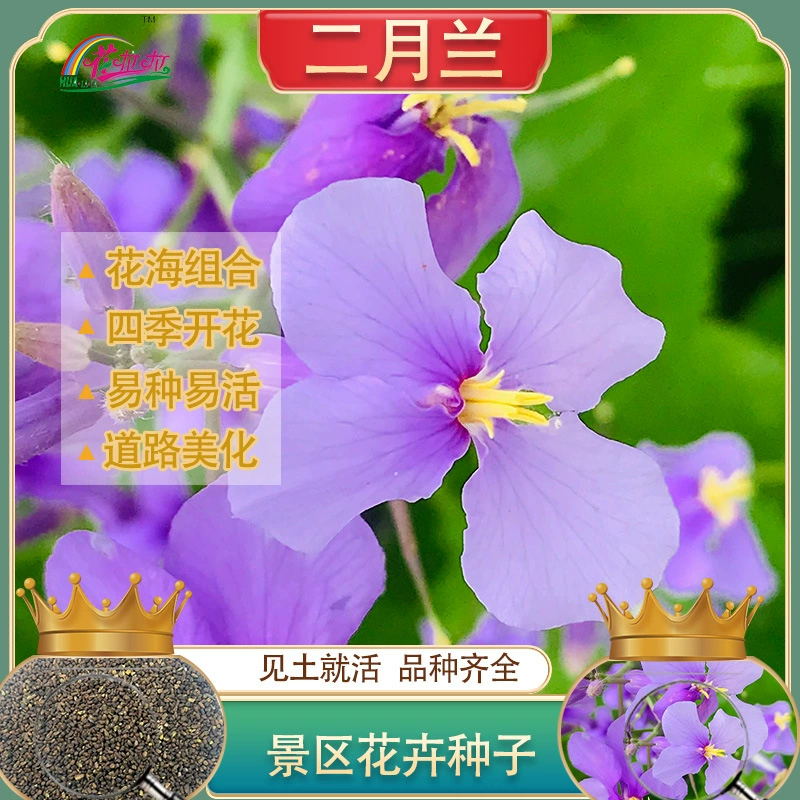 Однолетние травянистые цветы Февраль Семена орхидеи Садовая посадка Декоративные семена Жуге Семена цветов брокколи Ландшафтный дизайн