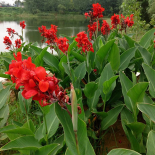 Factory Wholesale Aquatic Red Flower Canna Seedlings Emergent Plants Artificial Wetland Park Florals