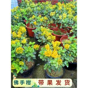 ֘Ԏָ̘辰Aǧָֹ҃Ȏl؛