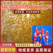 2025年原塘锦鲤水花小鱼苗纯种日本红白三色丹顶鱼苗观赏鱼锦鲤苗