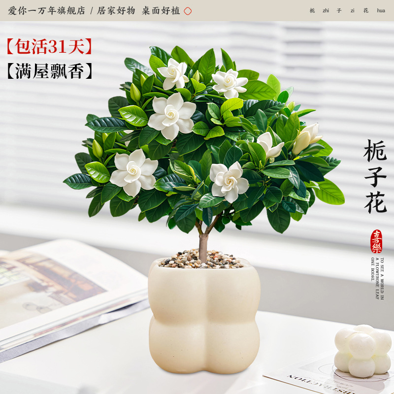 단극 치자나무 + 크림색 사각 격자 (포장석 + 영양액 포함)