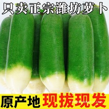 山东潍坊水果萝卜甜脆水果型潍坊青萝卜新鲜青萝卜产正宗群木散装