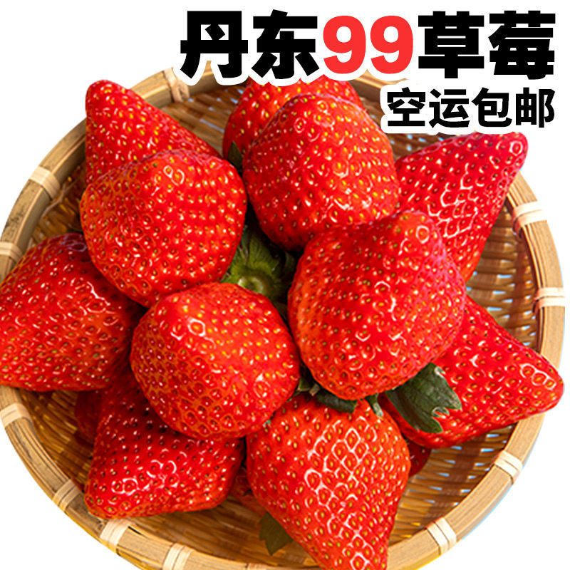 Jiu Jiu Farm Dandong 99 Strawberry 23 25g Donggang Ninety-nine