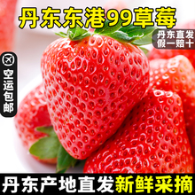 现货丹东99草莓新鲜采摘头茬甜草莓孕妇水果新鲜草莓当季中国其他