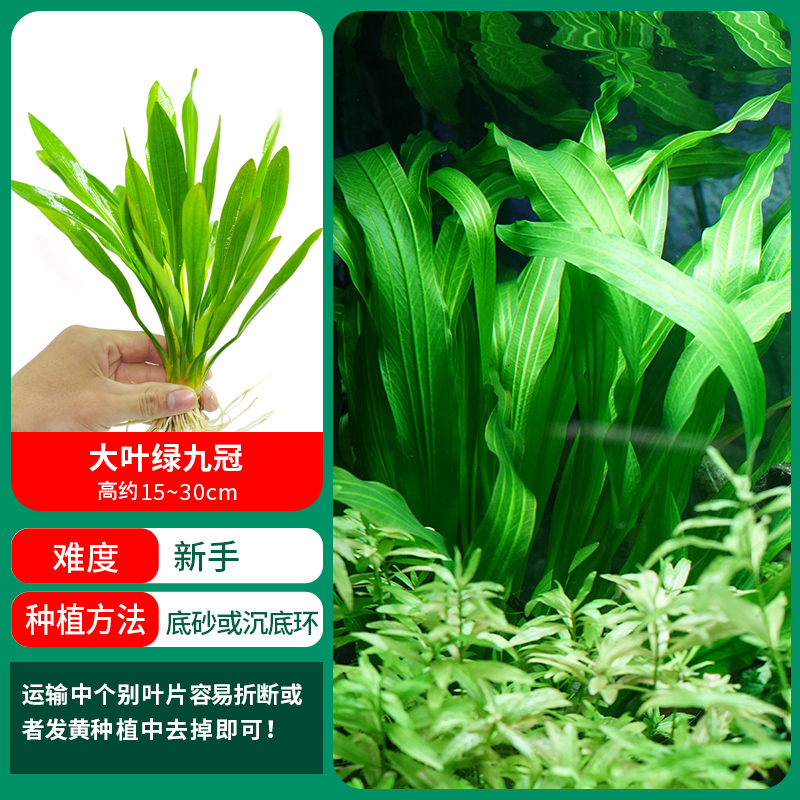 [이벤트 전용] 큰잎나인관 1개