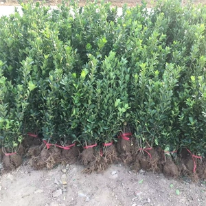 Hokkaido Boxwood, саженцы саженцев, саженцы с большими листьями, саженцы с большим листьем, саженцы из Холли, холодная посадка на саду улицы