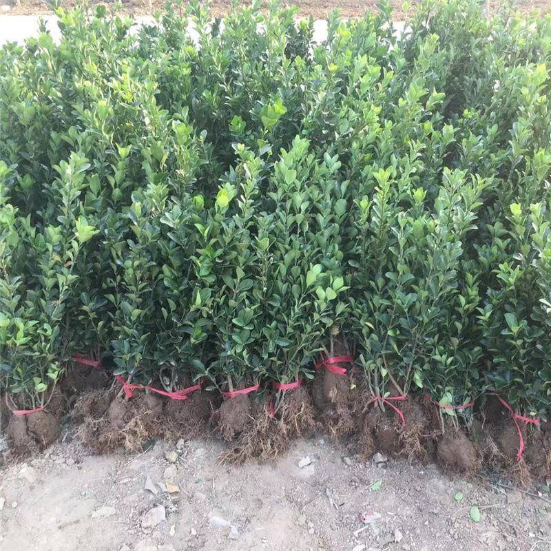 Hokkaido Boxwood Saplings, Fence Seedlings, Holly Large-Leaf Boxwood Saplings, Holly Seedlings, Courtyard Street Cold-Resistant Plants Hokkaido Boxwood Saplings, Fence Seedlings, Holly Large-Leaf Boxwood Saplings, Holly Seedlings, Courtyard Street Cold-Resistant Plants