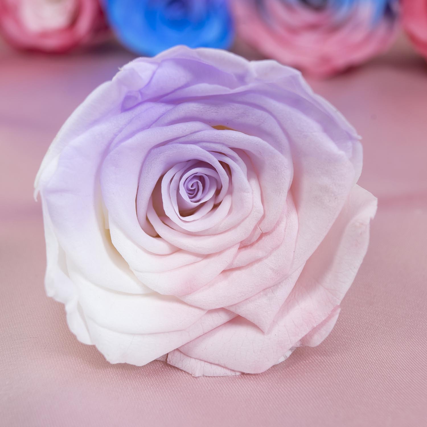 Yunnan Yongsheng flor fábrica al por mayor azul y blanco gradiente color conservado flores DIY flores eterna Rose cabeza grado A