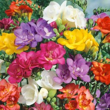 �ذ���ѩ�m�N��С�n�m�ļ��̨����������N���҃�ͥԺ����������