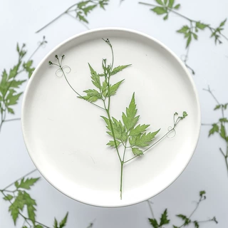 风船葛 真树叶幼儿园手工贴画儿童亲子diy植物相框标本干花押花