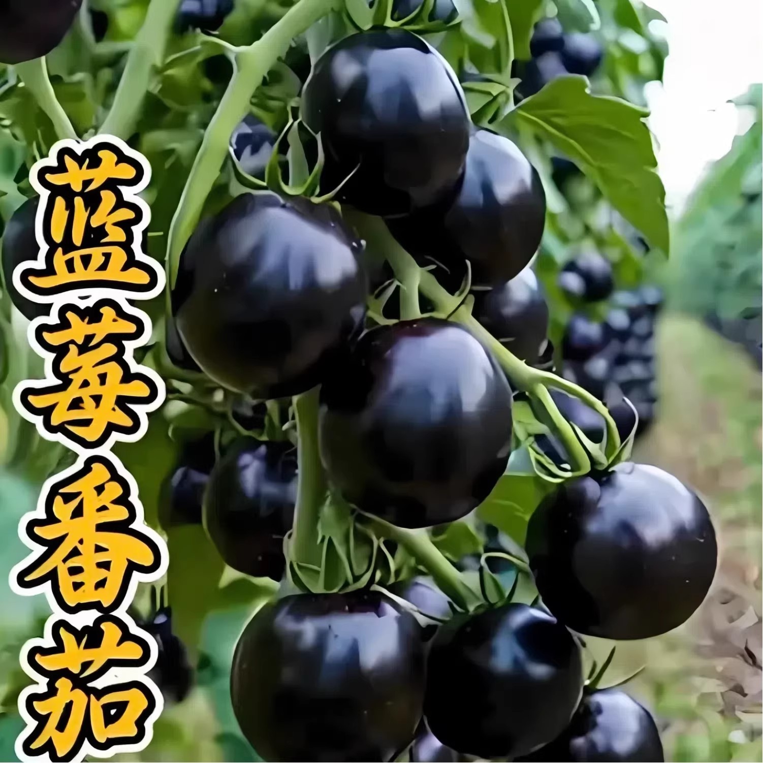 黑番茄种籽蓝莓番茄种子四季种植盆栽小番茄阳台小院黑珍珠番茄籽