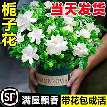 �d�ӻ����Ի���ֲ���҃ȾG�}�j�̨ˮ��Gֲ�����ļ����B������