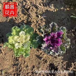 Kale Healthy Vegetable Seedlings Spring, Autumn and Winter Edible Leaf Dudan Green Leaf Cabbage Kale Cold-Resistant Purple Feather Flower Seedlings