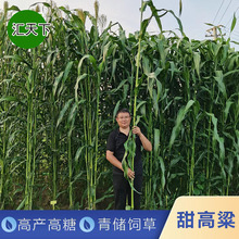 Nпһ̖͸ոGţʸ߮a