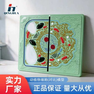 青华动植物细胞对比模型初高中生物教学动物植物细胞器官解剖模型