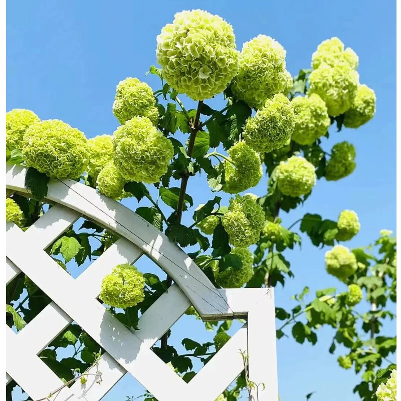 Европейская розовая Гортензия Европейская деревянная Гортензия Цветок Рассада Снежок в горшке Посадка Садовое цветочное зеркало Пейзажные растения