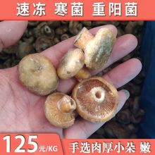 速凍寒菌新鮮樅菌湖南特產重陽菌松乳菇雁來蕈松樹蘑松菌1kg