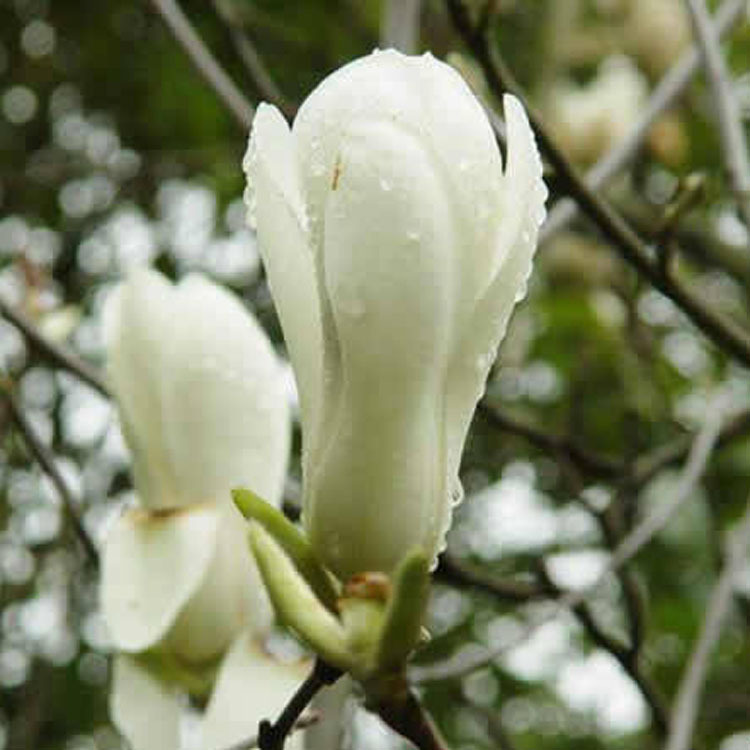 �϶����㾫�������㾫��ľ�����㾫��õ���㾫�������㾫