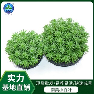 �S�����l���w�^�pֲ���ļ����B���쾰�b���ˮ������С���~���