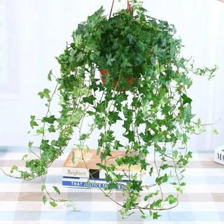 常春藤盆栽垂吊植物室内长春藤除甲醛吊兰阳台厕所好养易活绿植
