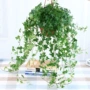 常春藤长春藤厕所植物吊兰