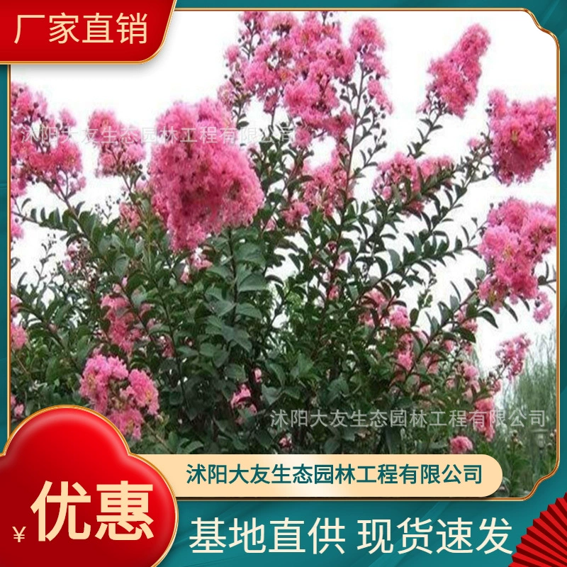 База оптом саженцы мирта крепа собственного производства Живописный пейзаж дорога сад инженерия Зеленые саженцы