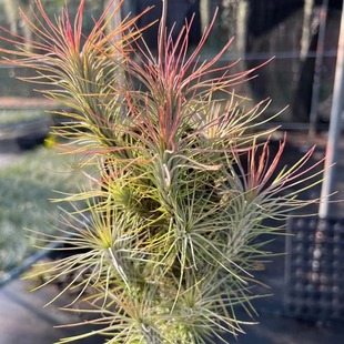Factory Direct Air Tillandsia Soilless Plants Air Tillandsia Fox Tail Wholesale