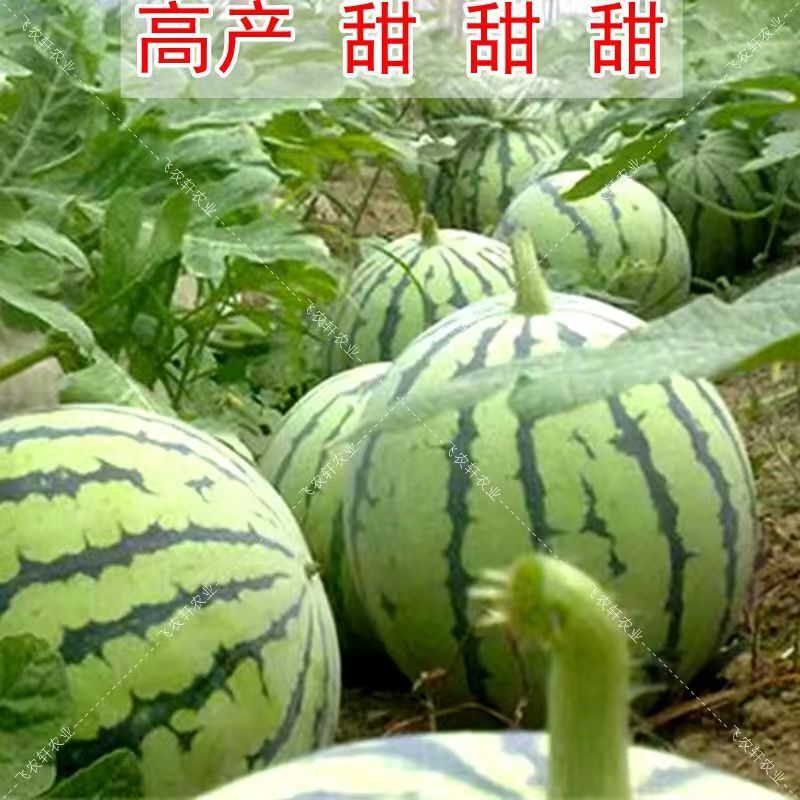 Zaojia 8424 Watermelon Seed Meidu Early Maturing Zaojia Lazy Han Qilin Hainan Sweet King Size Watermelon Seeds