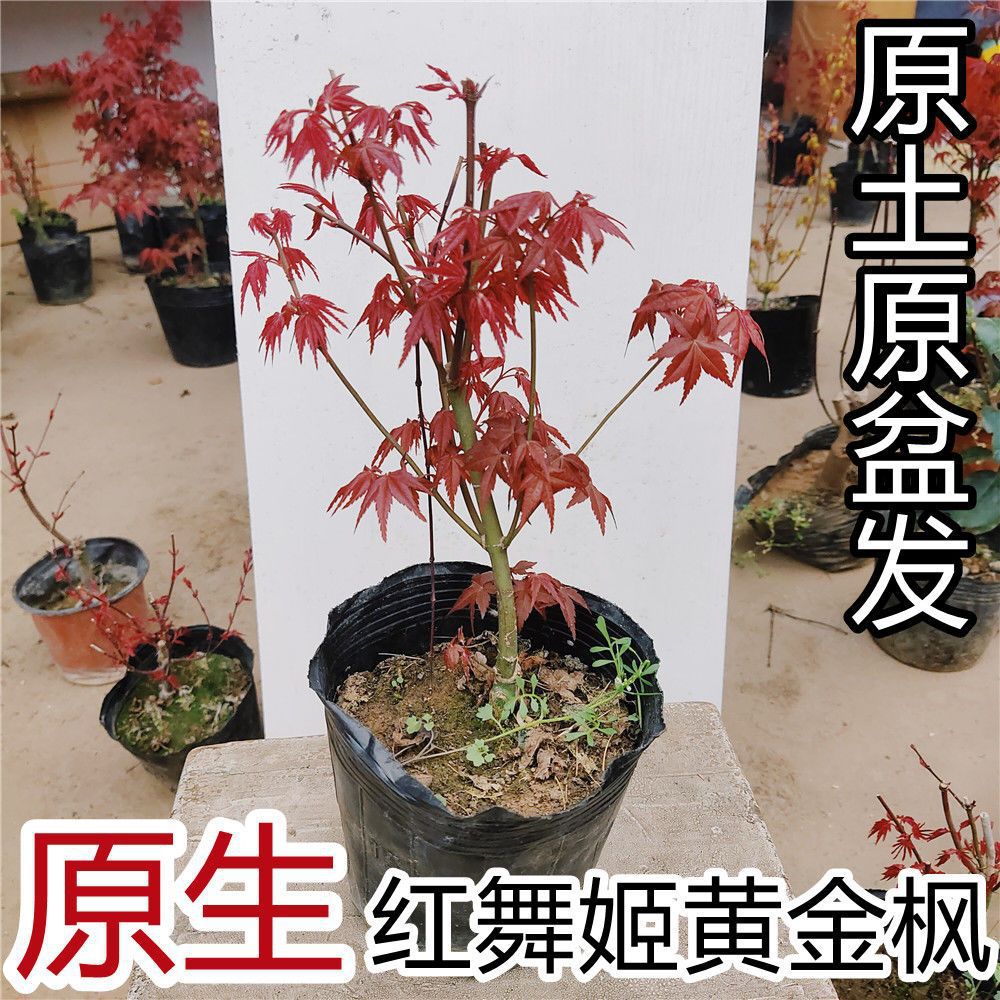日本红枫树盆栽室内阳台室外好养花卉红色叶子植物小盆景绿植树苗