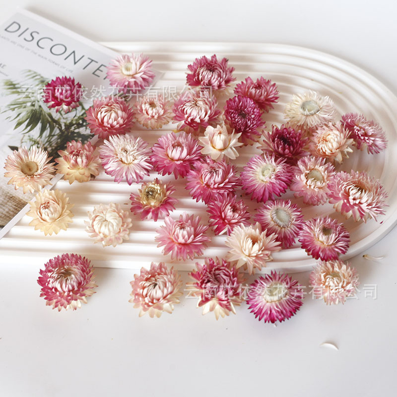 菠萝菊七彩小雏菊麦秆菊天然真花干花云南工厂批发散装50朵|undefined