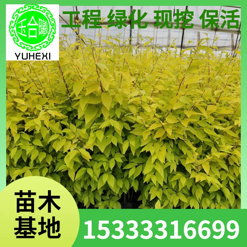 Саженцы золотолистного вяза в питательных чашках, саженцы золотолистного вяза в контейнерах, саженцы живой изгороди золотолистного вяза, выращенные в грунте, посев маленького желтого вяза.