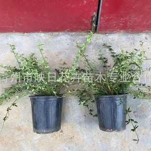 ����ӭ����÷�����Ի����������÷�������Sɫ���̾G�����ͺ��r��