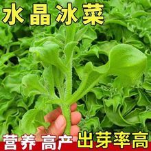 四季水晶冰菜种子冰菜籽种孑阳台稀有蔬菜野菜盆栽苗冰草菜籽种
